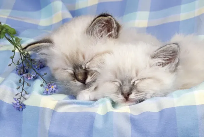 Framed Print : Blue Tabby & Seal Tabby Birman Cat - x2 kittens asleep Framed Print : Blue Tabby & Seal Tabby Birman Cat - x2 kittens asleep