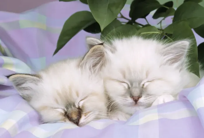 Framed Print : Blue Tabby & Seal Tabby Birman Cats - kittens asleep on check material Framed Print : Blue Tabby & Seal Tabby Birman Cats - kittens asleep on check material
