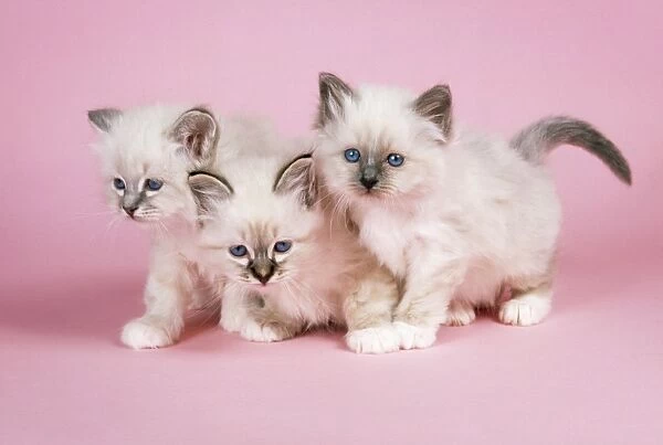 Blue Tabby Seal Tabby & BLue Birman Cat - kittens