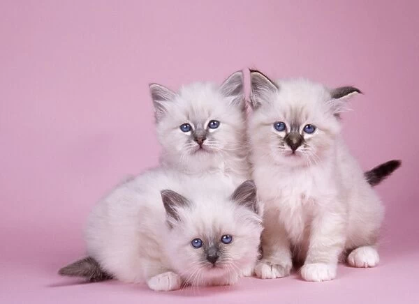 Blue Tabby. Seal Tabby &Blue Birman Cat - x 3 kittens