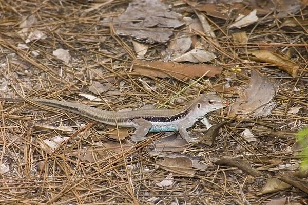 Blue-tail Lizard. Rand Nature Centre, Grand Bahama Island, Bahamas