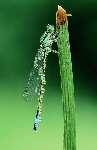 Blue-tailed Damselfly - covered with dewdrops