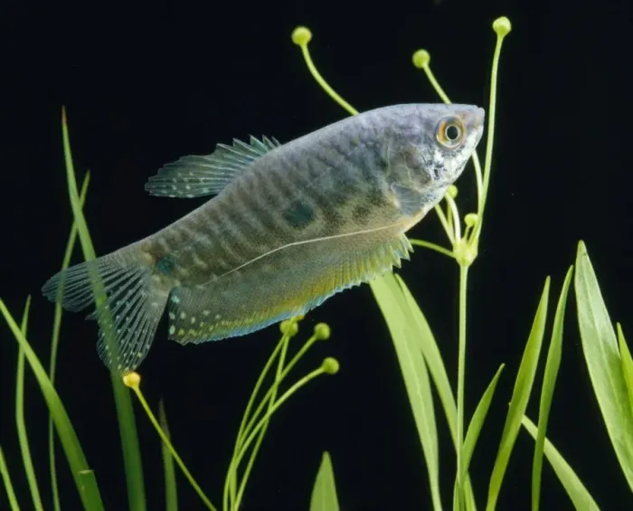 Framed Print : Blue / Three-spot Gourami Framed Print : Blue / Three-spot Gourami