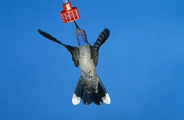 Blue-throated Hummingbird - male