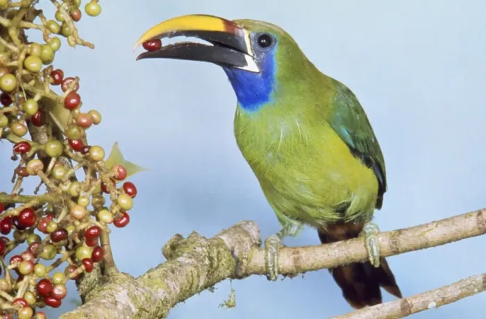 Framed Print : Blue-throated Toucanet - eating fruit Costa Rica Framed Print : Blue-throated Toucanet - eating fruit Costa Rica