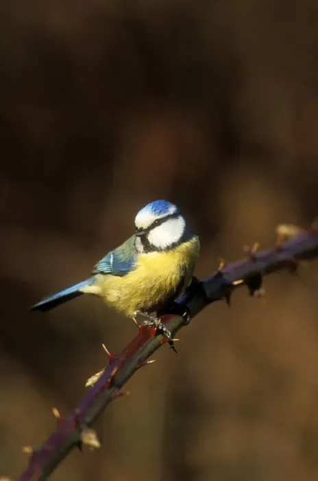 Framed Print : Blue Tit. WAT-43. Blue Tit - perched on stem Framed Print : Blue Tit. WAT-43. Blue Tit - perched on stem