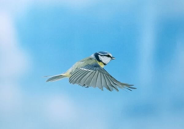 Blue Tit. BB-571. Blue Tit - in flight, wings outstretched