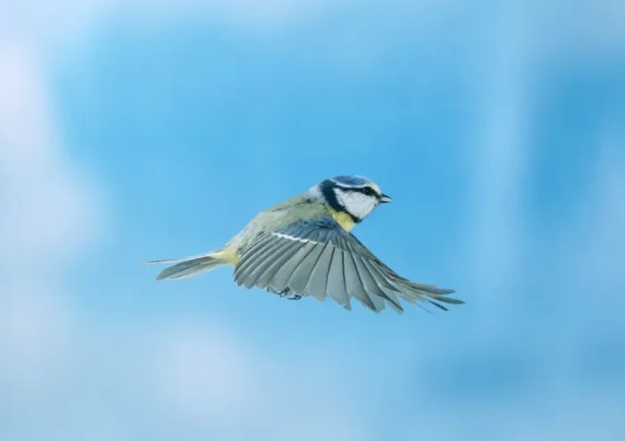 Framed Print : Blue Tit. BB-571. Blue Tit - in flight, wings outstretched Framed Print : Blue Tit. BB-571. Blue Tit - in flight, wings outstretched