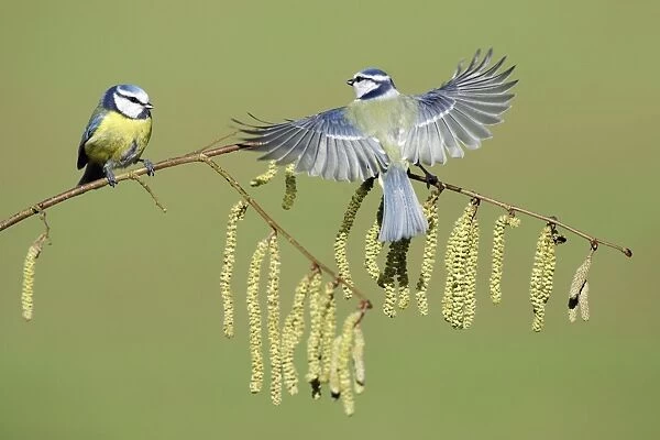 Blue Tit - 2 birds on flowering hazel branch, Lower Saxony, Germany