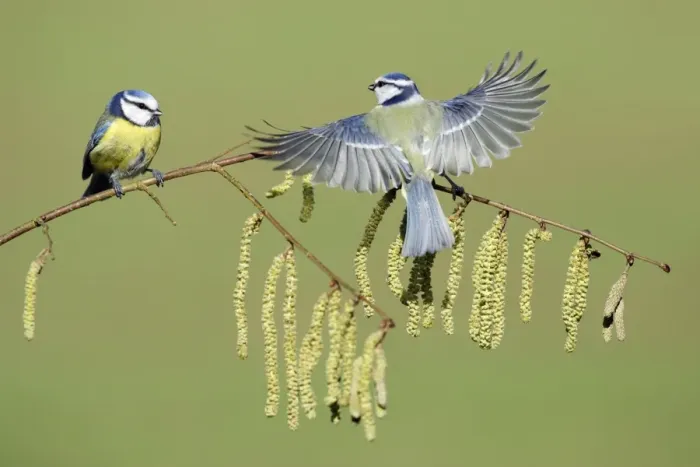 Framed Print : Blue Tit - 2 birds on flowering hazel branch, Lower Saxony, Germany Framed Print : Blue Tit - 2 birds on flowering hazel branch, Lower Saxony, Germany