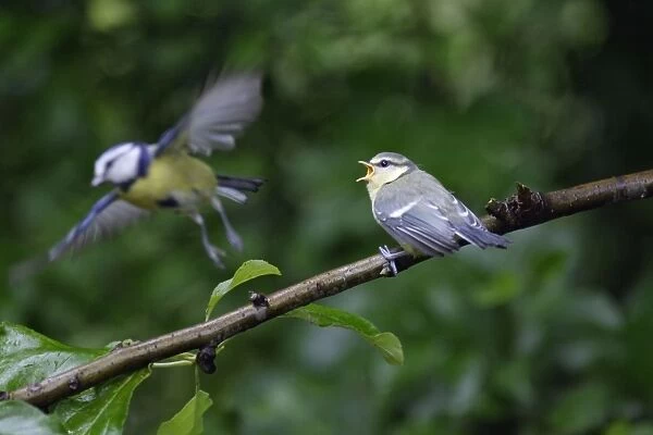Blue Tit - adult with fledgling, Lower Saxony, Germany