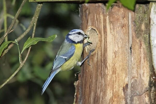 Blue Tit - adult with food at nestbox entrance, Lower Saxony, Germany
