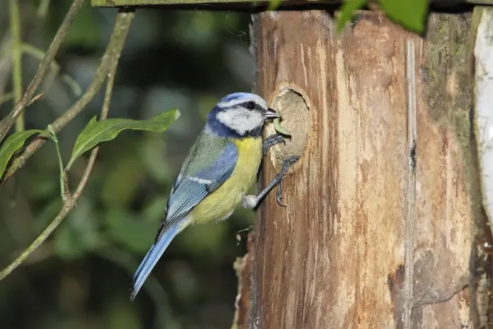 Framed Print : Blue Tit - adult with food at nestbox entrance, Lower Saxony, Germany Framed Print : Blue Tit - adult with food at nestbox entrance, Lower Saxony, Germany