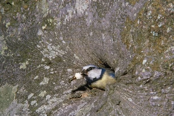 Blue Tit - adult removing fecal sac from nest