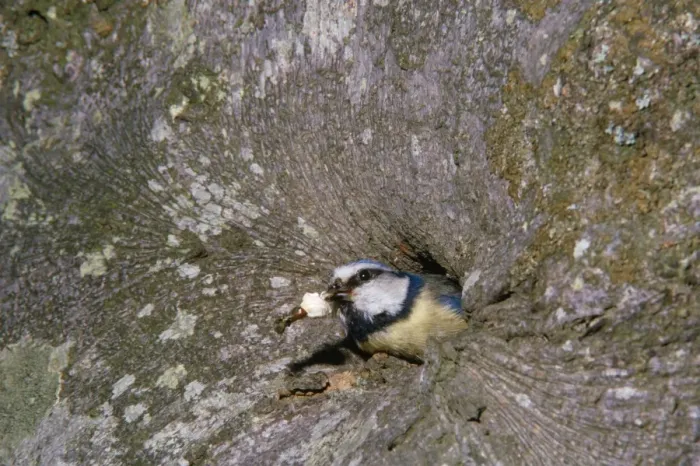 Framed Print : Blue Tit - adult removing fecal sac from nest Framed Print : Blue Tit - adult removing fecal sac from nest