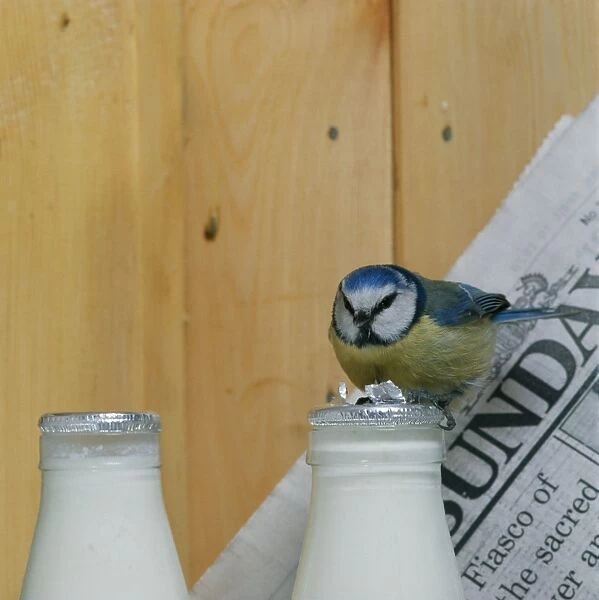 Blue Tit BB 235 On milk bottle © Brian Bevan  /  ARDEA LONDON