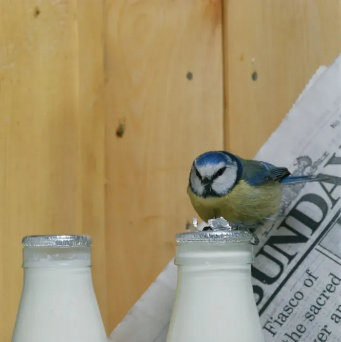 Framed Print : Blue Tit BB 235 On milk bottle © Brian Bevan / ARDEA LONDON Framed Print : Blue Tit BB 235 On milk bottle © Brian Bevan / ARDEA LONDON