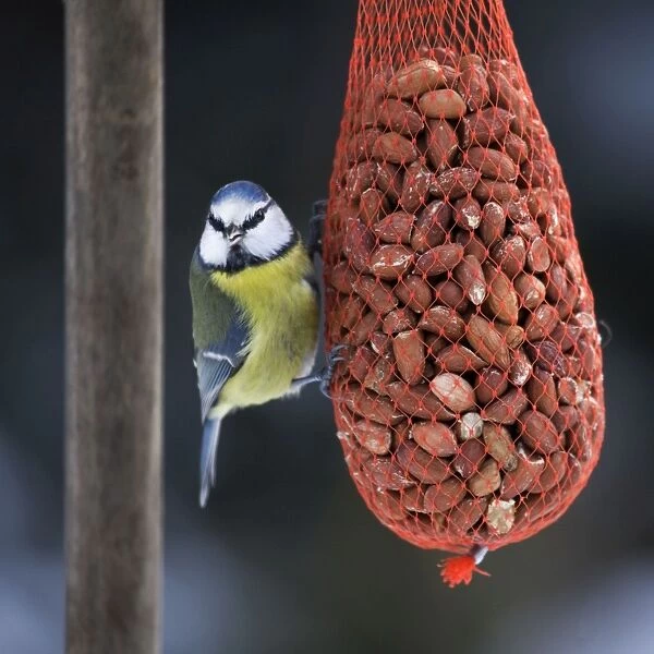 Blue Tit - on bird feeder (bag of nuts) in winter