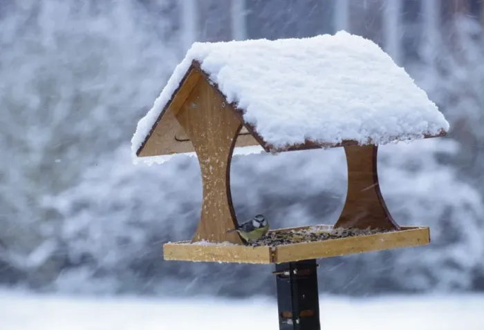Framed Print : Blue Tit - on bird table in snow Framed Print : Blue Tit - on bird table in snow