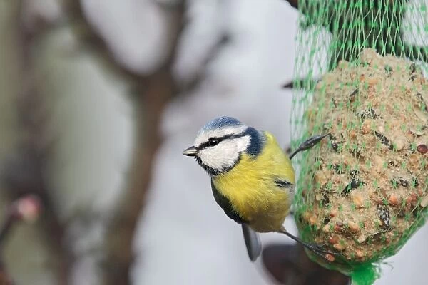 Blue Tit - on birdfeeder in winter. France
