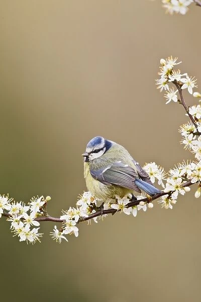 Blue Tit - on blackthorn blossom - Bedfordshire - UK 12302