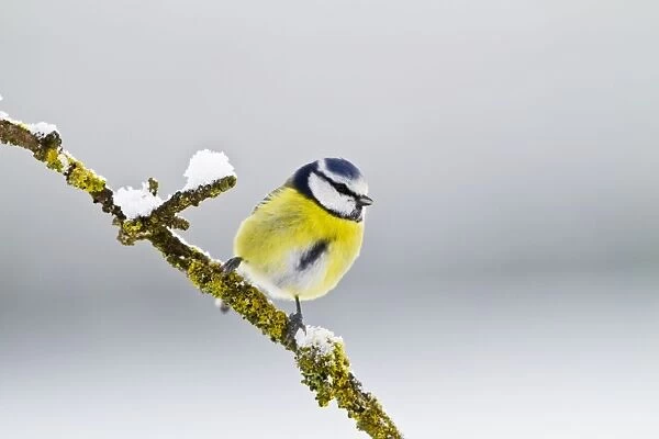 Blue Tit - on branch in snow 8725