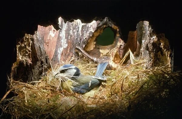 Blue Tit - brings material to nest