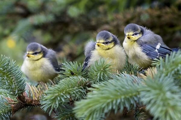 Blue tit - three chicks in pine tree
