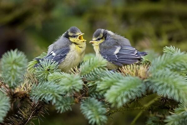Blue Tit - two chicks in pine tree