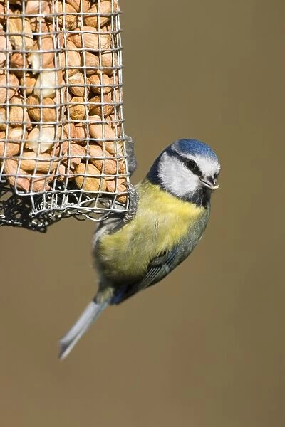 Blue Tit Close-up of bird hanging from a peanut feeder. Cleveland, UK