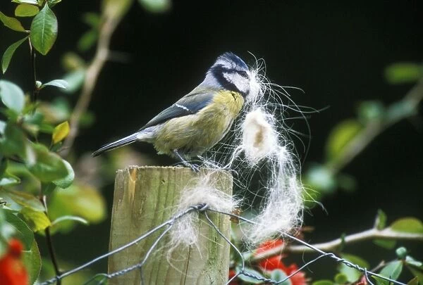 Blue Tit Collecting Dog hair for nest