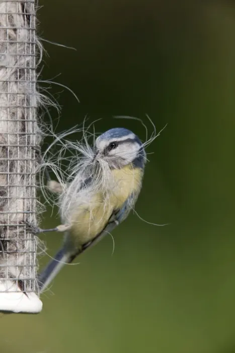 Framed Print : Blue Tit - collecting wool and hair form an old birdfeeder Framed Print : Blue Tit - collecting wool and hair form an old birdfeeder