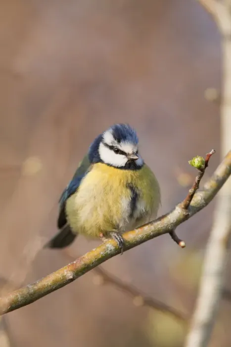 Framed Print : Blue Tit - Cornwall - UK Framed Print : Blue Tit - Cornwall - UK