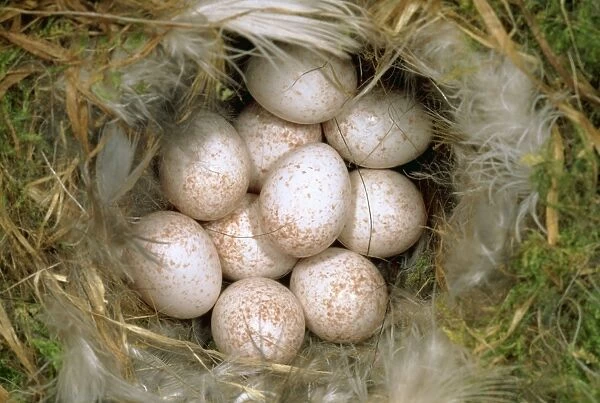 Blue Tit Eggs SPH 1909 Clutch in nest Parus caerulensi © Steve Hopkin  /  ARDEA LONDON