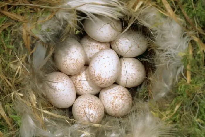 Framed Print : Blue Tit Eggs SPH 1909 Clutch in nest Parus caerulensi © Steve Hopkin / ARDEA LONDON Framed Print : Blue Tit Eggs SPH 1909 Clutch in nest Parus caerulensi © Steve Hopkin / ARDEA LONDON