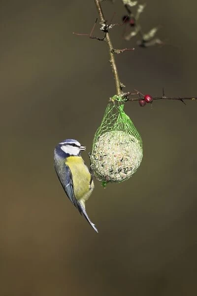 Blue Tit On fat ball feeder in winter. Cleveland, England, UK