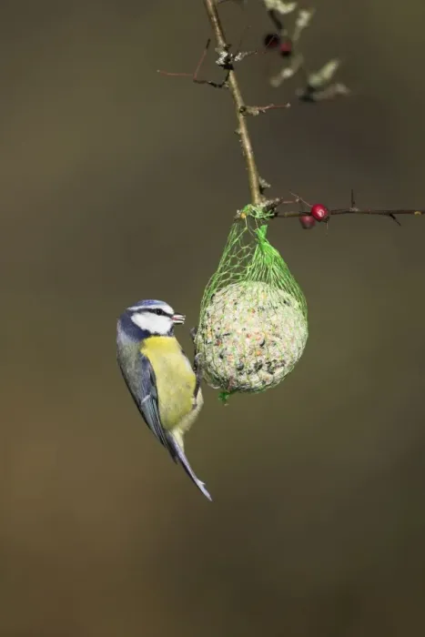 Framed Print : Blue Tit On fat ball feeder in winter. Cleveland, England, UK Framed Print : Blue Tit On fat ball feeder in winter. Cleveland, England, UK