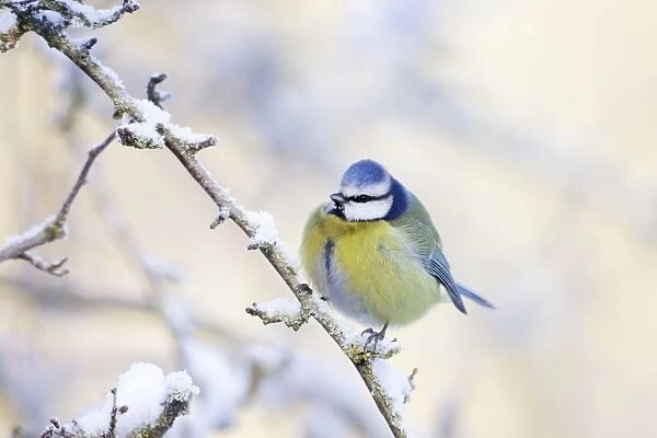 Blue Tit - Feathers puffed up to conserve heat in below freezing conditions - Cleveland - UK