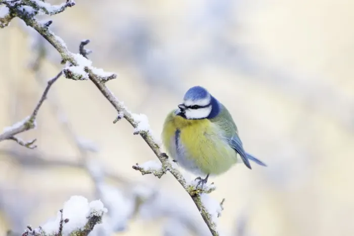 Framed Print : Blue Tit - Feathers puffed up to conserve heat in below freezing conditions - Cleveland - UK Framed Print : Blue Tit - Feathers puffed up to conserve heat in below freezing conditions - Cleveland - UK