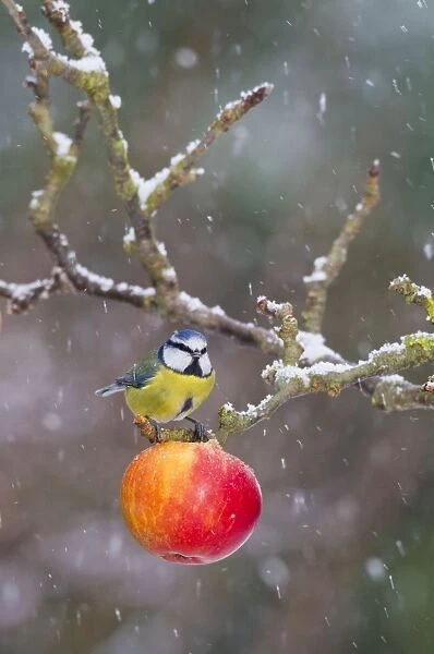 Blue Tit - feeding on apples in falling snow - Bedfordshire UK 8855