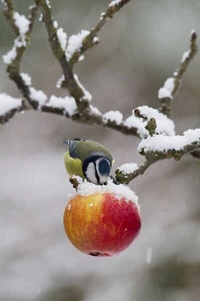 Blue Tit - feeding on apples in falling snow - Bedfordshire UK 8861