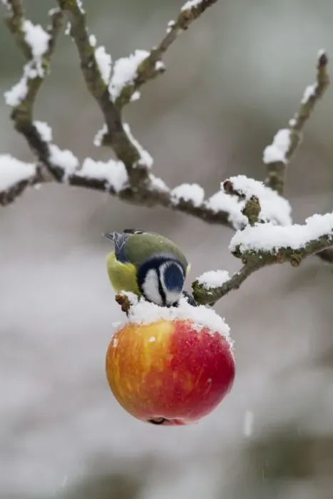 Framed Print : Blue Tit - feeding on apples in falling snow - Bedfordshire UK 8861 Framed Print : Blue Tit - feeding on apples in falling snow - Bedfordshire UK 8861