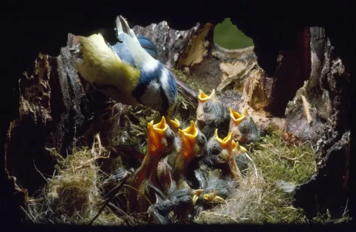 Framed Print : Blue Tit - feeding nestlings (8 days old) Framed Print : Blue Tit - feeding nestlings (8 days old)