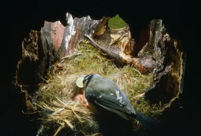 Framed Print : Blue Tit - female picks egg shells out of nest Framed Print : Blue Tit - female picks egg shells out of nest