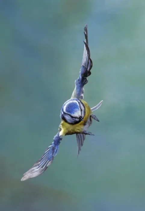 Framed Print : Blue Tit - in flight Framed Print : Blue Tit - in flight