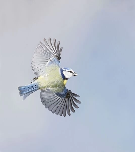 Blue Tit - in flight - Bedfordshire - UK 006891