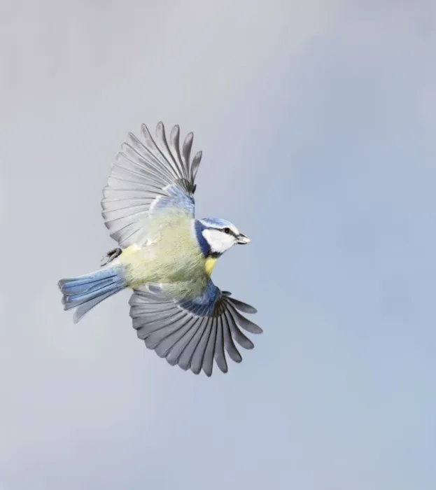 Framed Print : Blue Tit - in flight - Bedfordshire - UK 006891 Framed Print : Blue Tit - in flight - Bedfordshire - UK 006891