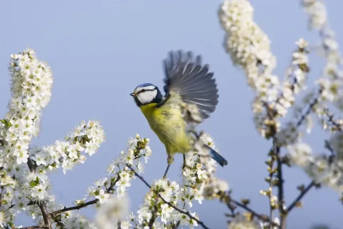 Framed Print : Blue Tit - in flight - amongst White Blossom - Oxon - UK - April Framed Print : Blue Tit - in flight - amongst White Blossom - Oxon - UK - April