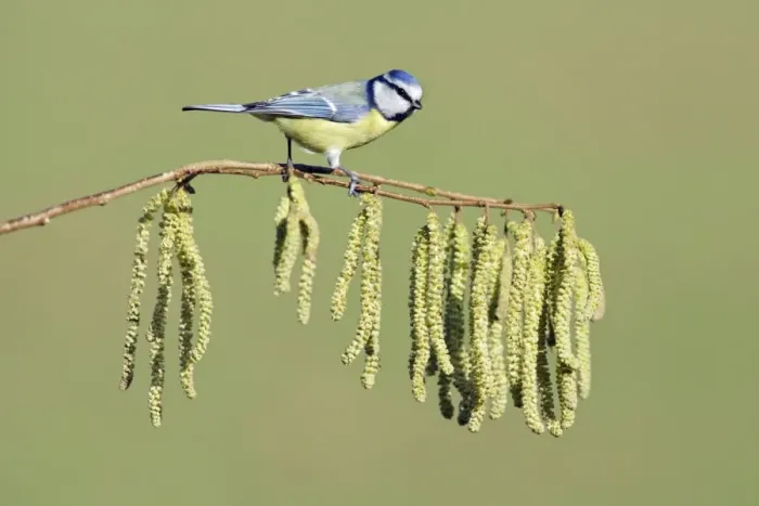 Framed Print : Blue Tit - on flowering hazel branch, Lower Saxony, Germany Framed Print : Blue Tit - on flowering hazel branch, Lower Saxony, Germany