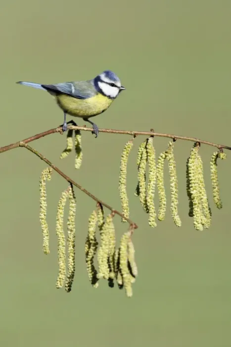 Framed Print : Blue Tit - on flowering hazel branch, Lower Saxony, Germany Framed Print : Blue Tit - on flowering hazel branch, Lower Saxony, Germany